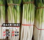High yield cold and disease resistant super green chinese onion seeds