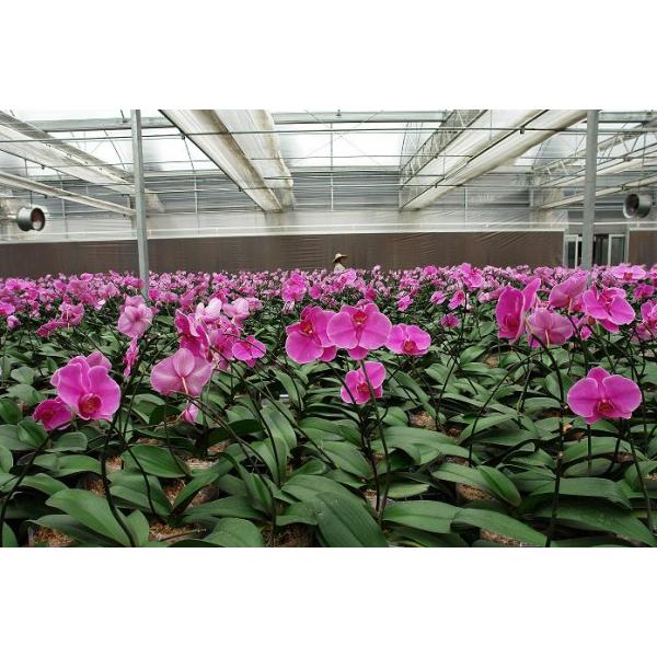 Long Use Time Chicken Farm High Water Resistant Outdoor Cooling System for Chicken House Evaporative Cooling Pads