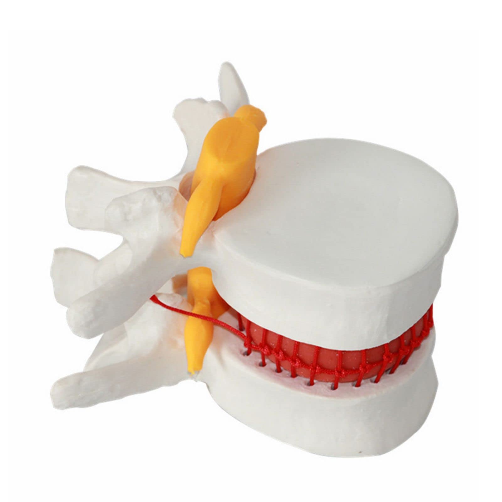 Vertebral Spine Lumbar Spine Models Skeleton For Medical Students