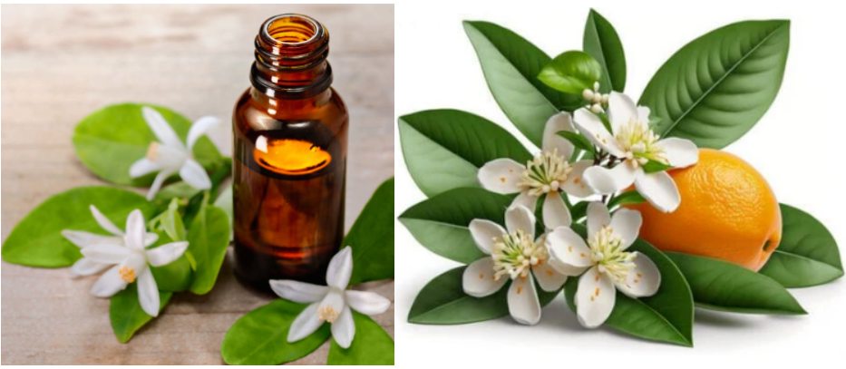 Free Sample Orange Blossom Basil Fragrance Candle Fragrance Oil High Quality