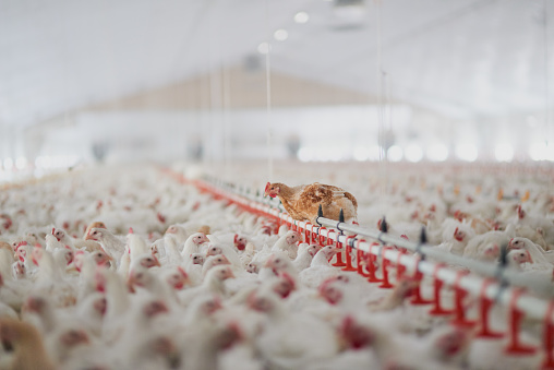 Enhance Animal Nutrition with Lysine Hydrochloride 98% Feed Grade Amino Acid Powder