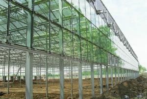 China 4mm Toughened Glass for Vegetable Plants Growing Greenhouse wholesale