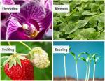 Greenhouse SMD3535 Red 660nm 665nm LED Grow Light Chip