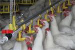 Poultry Farm Chain Trough Chicken Breeding Equipment 36m/min Conveying