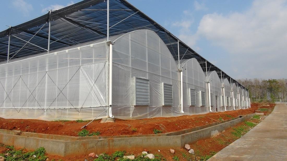 Agricultural Polyhouse Multi-span Plastic UV Film Greenhouse Drying House For Flowers