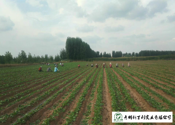 Japan Standard Fresh Organic Carrots Own Plantation Supply To Supermarket