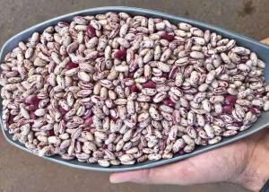 China Light Speckled Dried Kidney Bean To Yemen dried Pinto Beans wholesale