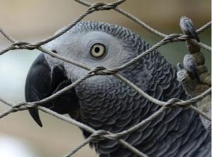 China Anti Corrosive 306 316 Stainless Steel Mesh For Bird Aviary Netting wholesale