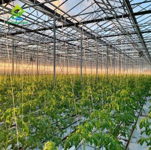 China Agricultural Greenhouses NFT Soilless Hydroponic System For Tropical Desert wholesale