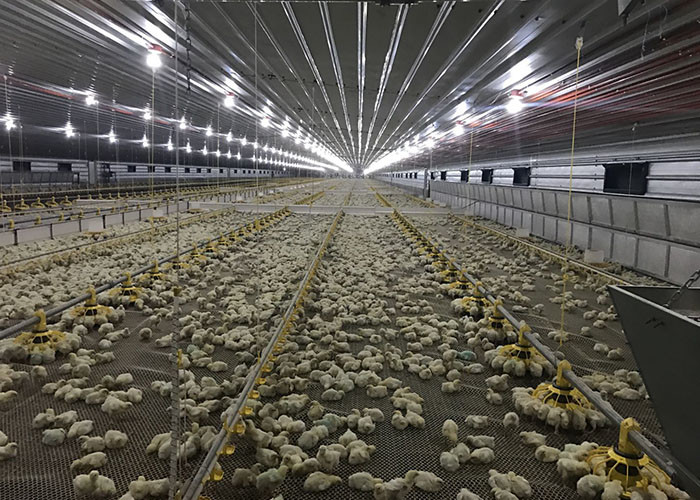 45cm Pipe Poultry Farm Feeding Equipment 3 Pan /3M Easy Assamble