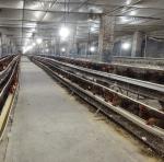 Gymnasium Durable Steel Structure Industrial-Style Chicken Shed Metal Framed