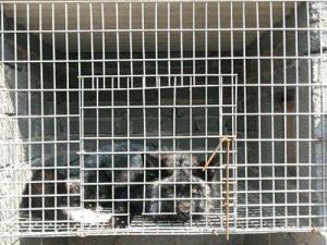 China Breeding Galvanized Welded Steel Wire Mesh 3.0mm Aquaculture Net wholesale