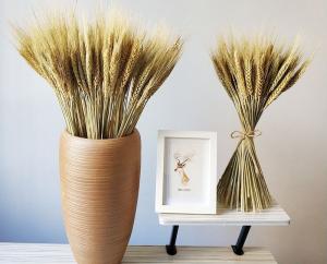 China OEM Tall Stems Harvest 70cm Dried Wheat Dried Flower Bunches wholesale