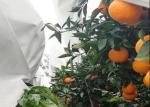 Thermal Insulation And Translucent Garden Cold-Proof Composite Nonwoven Fabrics