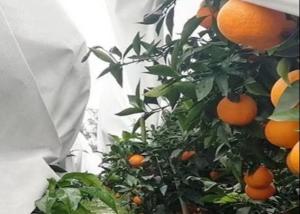 China Thermal Insulation And Translucent Garden Cold-Proof Composite Nonwoven Fabrics wholesale