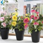 Small Artificial Green Plants , 28cm Height Plastic Bonsai Rose Plant