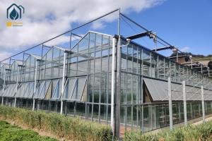 China Large Agricultural Multi Span Glass Greenhouse Square Commercial Hydroponic Greenhouse wholesale