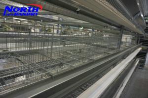 China Hot selling A frame automatic layer poultry cages in Nigeria wholesale