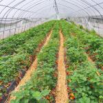 Outdoor Galvanized Steel Frame Greenhouse Plastic Sheet Film Tunnel Agricultural