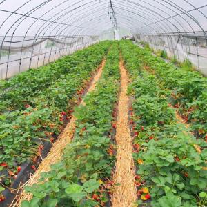 China Outdoor Galvanized Steel Frame Greenhouse Plastic Sheet Film Tunnel Agricultural wholesale