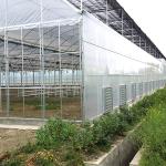 Commercial Multi Span Greenhouse with Tunnel Shading System Tomato Cooling