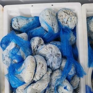 China Edible Air Dried Natural Sheep Casings 26mm Fresh And Transparent wholesale