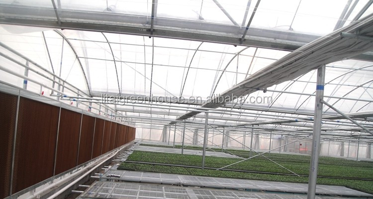 Namibia Africa Gutter Connected Greenhouse with Optimal Ventilation and Single Layer