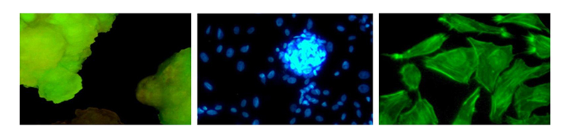 OPTO-EDU A16.2601 40x - 1000x LED Trinocular Fluorescence Microscope For Research / Learning
