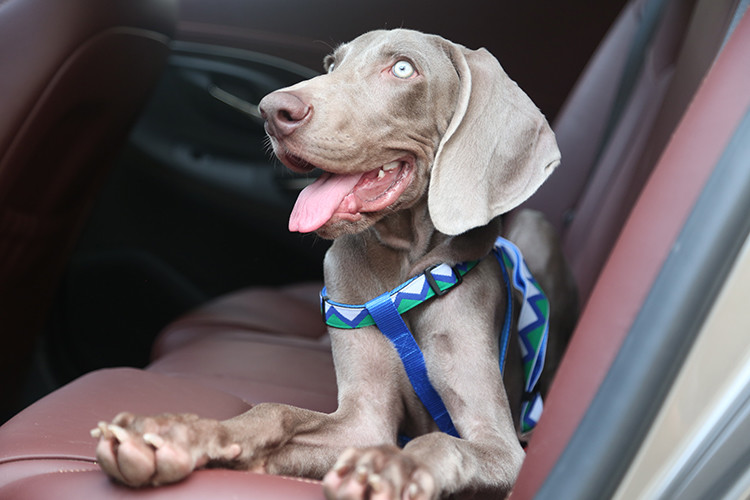 2.5cm Woven Elastic Dog Harness Belt Dog Body Belt Pet Training