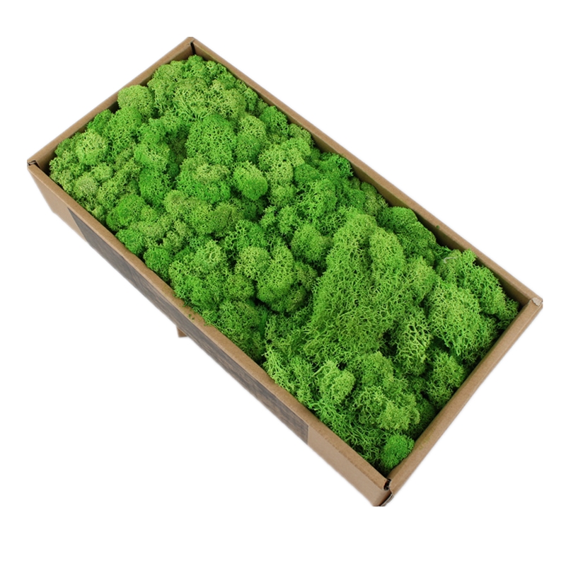 Luxury Home Preserved Natural Moss For All Year Occasions Decoration