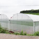 Steel Structure Polythene Grow Tunnel For Tomato And Cucumber