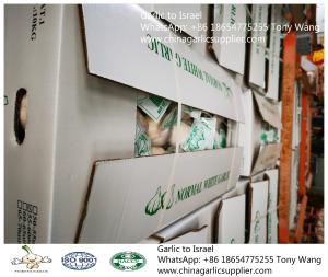 China Garlic to Israel with 10kg carton box.Supermarket package. wholesale