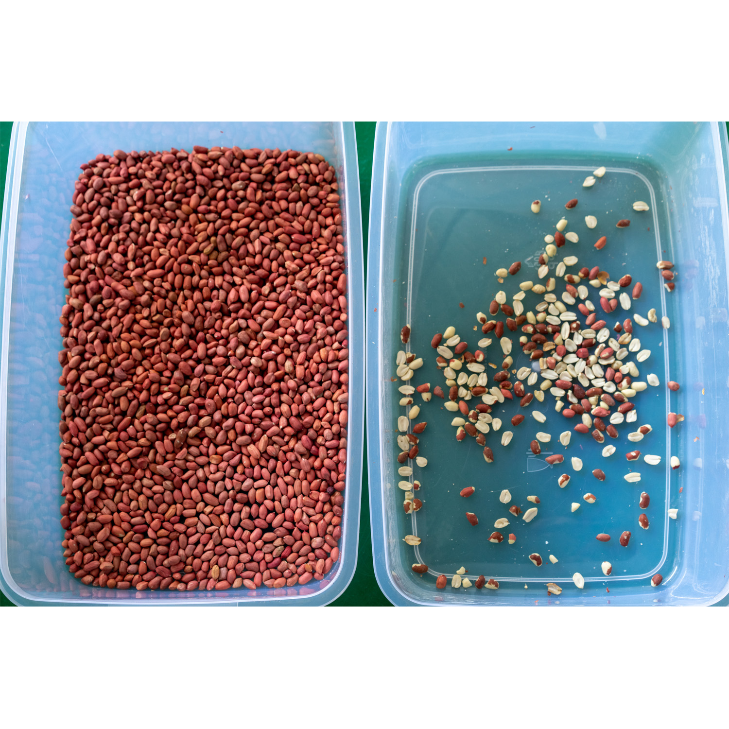 10 Chutes Automatic Color Sorting Machine , 220v Sesame Color Sorting Machine