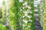 Environment Friendly Soilless Hydroponic System 75*50mm NFT Lettuce System