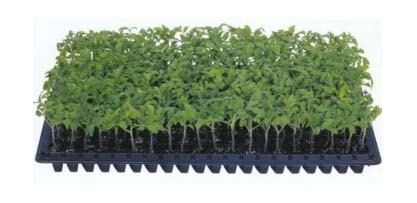 72 50 Plastic Seedling Pots Cell Seed Tray Flowers Nursery Pot Plant