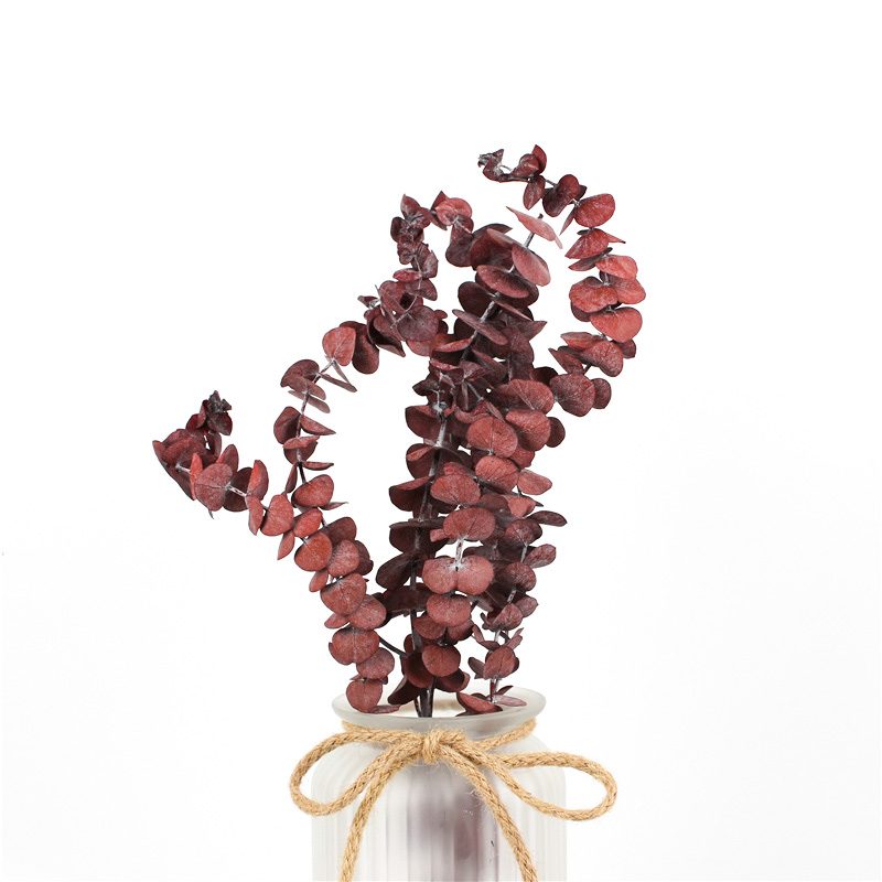 Long Lasting Dried Eucalyptus Leaves , Dried Eucalyptus Decor Eternal Life