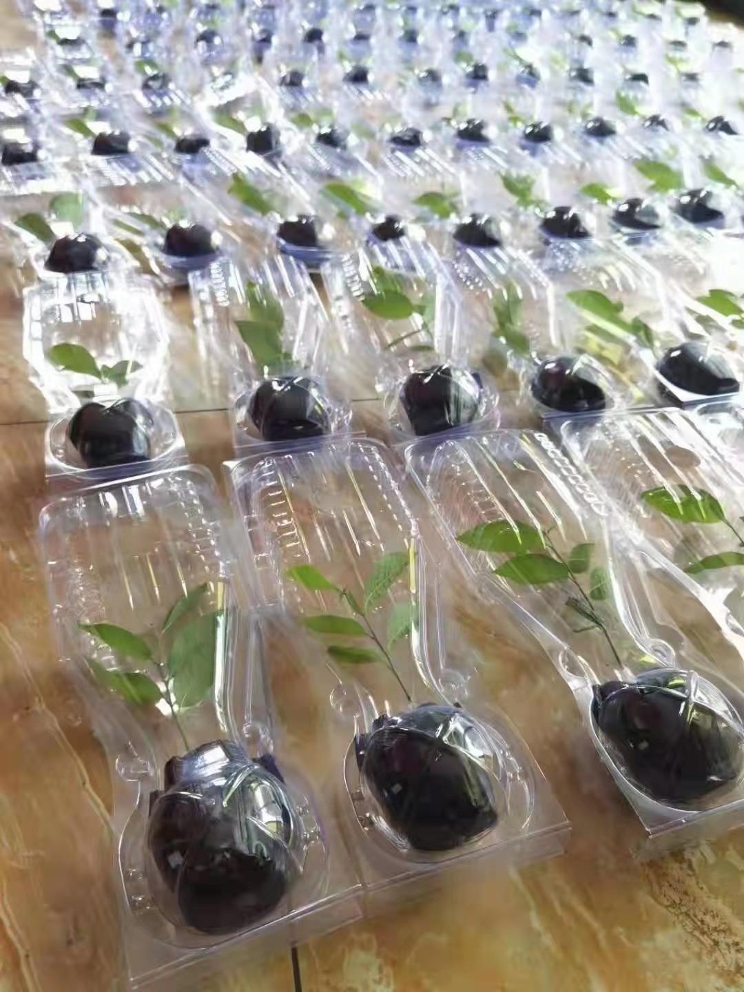 Plant Packing Box Plastic Live Plant Shipping Blister Box Clamshell Packaging For Plants