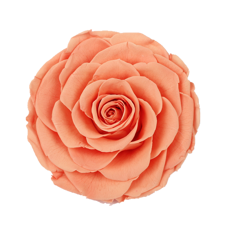 Home Decor Preserved Rose Heads Creative Household Decorative Furnishings