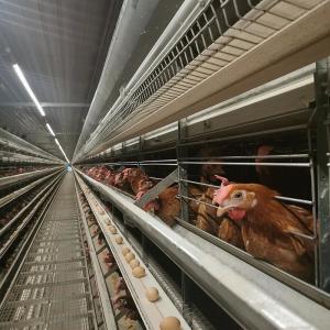 China Egg Chicken Automatic Battery Cages Hot Galvanized wholesale