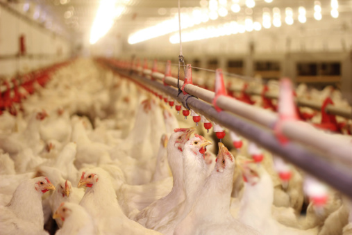 Enhance Animal Nutrition with Lysine Hydrochloride 98% Feed Grade Amino Acid Powder