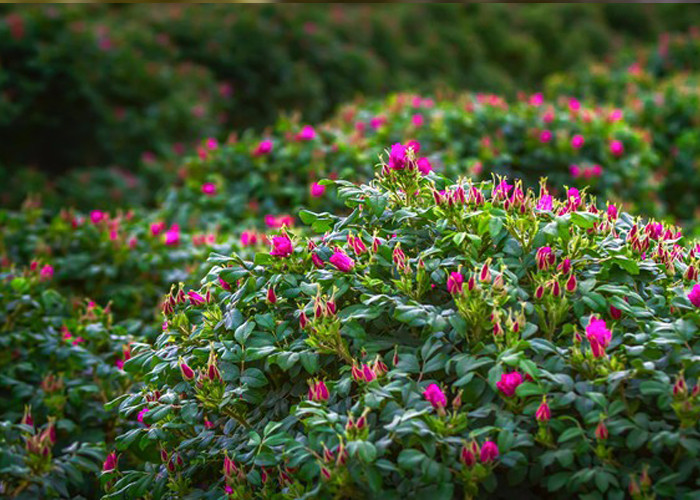 Purple Red Flower Fruit Tea Dried Rose Buds Tea Regulating Menstruation