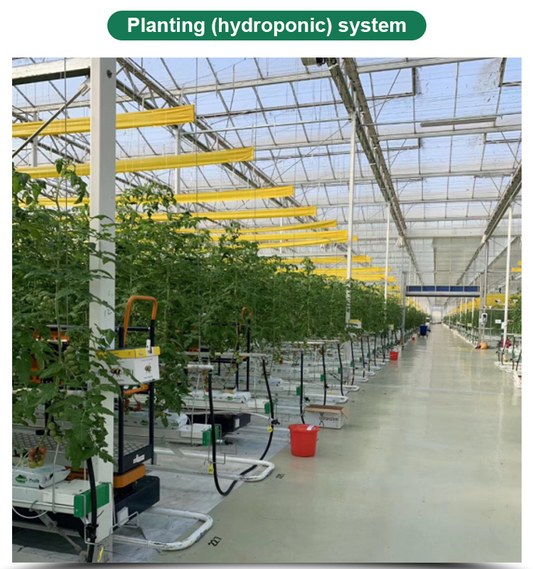 Vegetables Growing Multi-span Film Greenhouse 3m Height with Hot-dip Galvanized Pipe