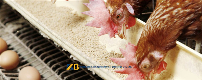 Nature Smell Rice Protein Powder ISO HACCP Poultry Feed With Customized Package
