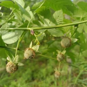 China Fu Pen Zi Manufacturers Wholesale Natural Bulk Medicinal Herbs Raspberry Blaeberry wholesale