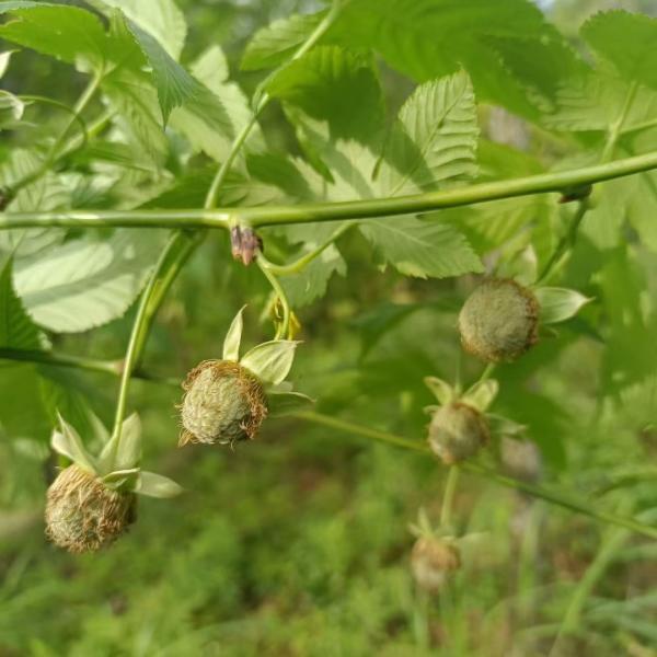 Fu Pen Zi Manufacturers Wholesale Natural Bulk Medicinal Herbs Raspberry
