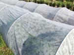 Tear Resistant PP Spunbond Nonwoven Fabric / Vegetable Garden Weed Control
