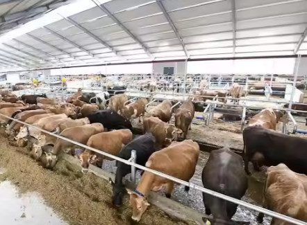Dairy Agricultural Barn Easy Install Prefabricated Light Steel Structure Cow Shed
