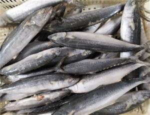 China 1kg Up Whole Round IQF Frozen Spanish Mackerel wholesale