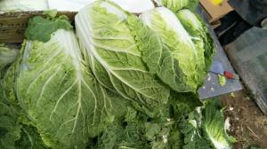 China Nutrient Small Chinese Cabbage / Chinese Leaf Cabbage HACCP / GAP Standard wholesale