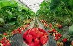 Silver Black Agriculture Film Plastic Strawberry Blueberry PE Protective